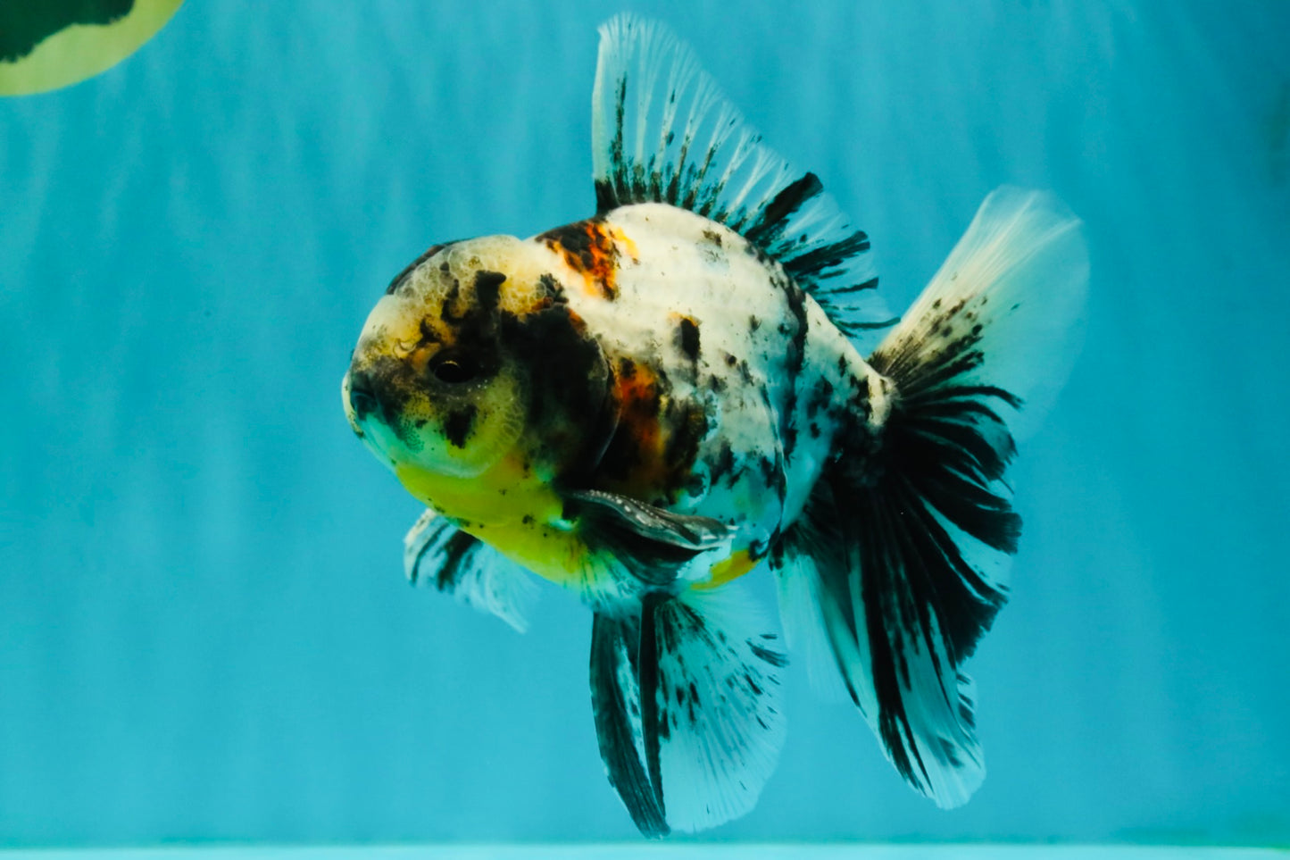AAA Grade Calico Oranda Male 6 inches #070626OR_11