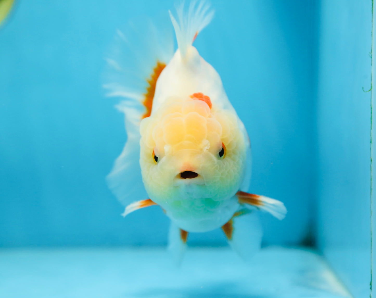 AAA Grade BEAUTIFUL Red White Yuanbao Male 5.5 inches #091225YB_02