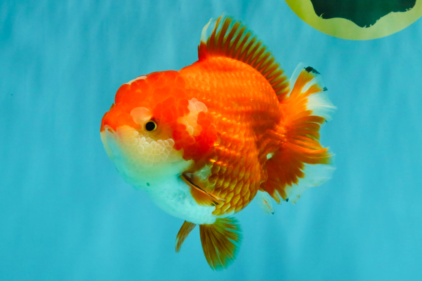 CHUBBY A Grade Red White Yuanbao Female  5.5-6 inches #042426YB_13