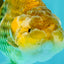 Apache Chinese Ranchu Female 5-5.5 inches #050826RC_11