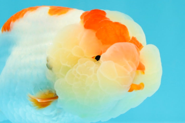 AAA Grade Kohaku LionQueen 4.5 inches #030626LC_01