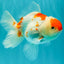 A Grade Red White Oranda Female 5.5 inches #061926OR_15