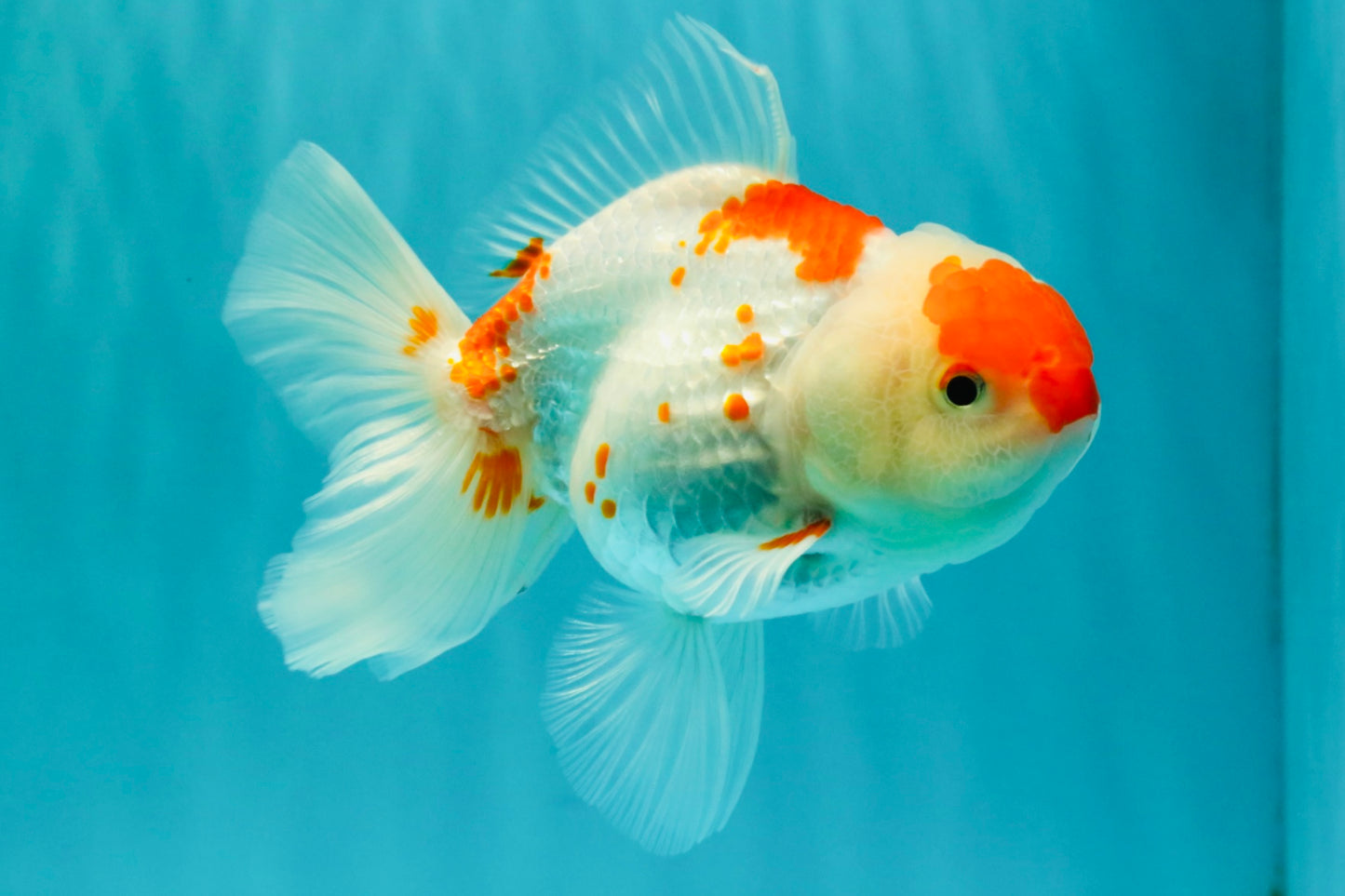 A Grade Red White Oranda Female 5.5 inches #061926OR_15