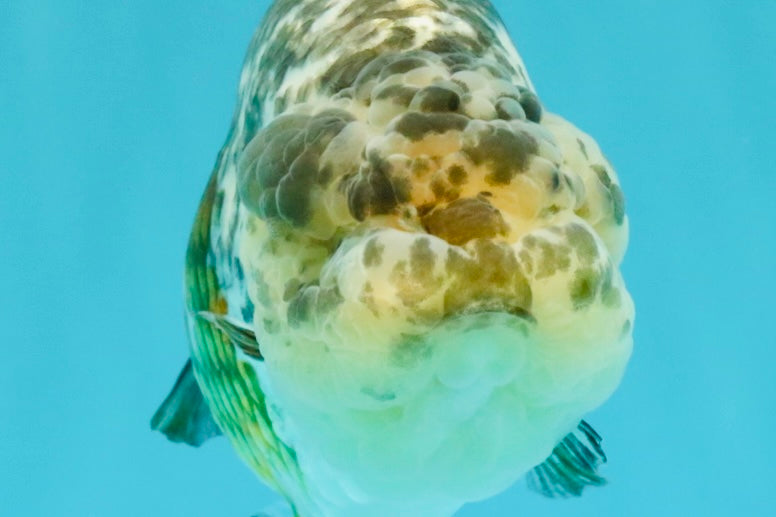 SPECIAL Pepper Calico Chinese Ranchu Female 6-6.5 inches #032026RC_30