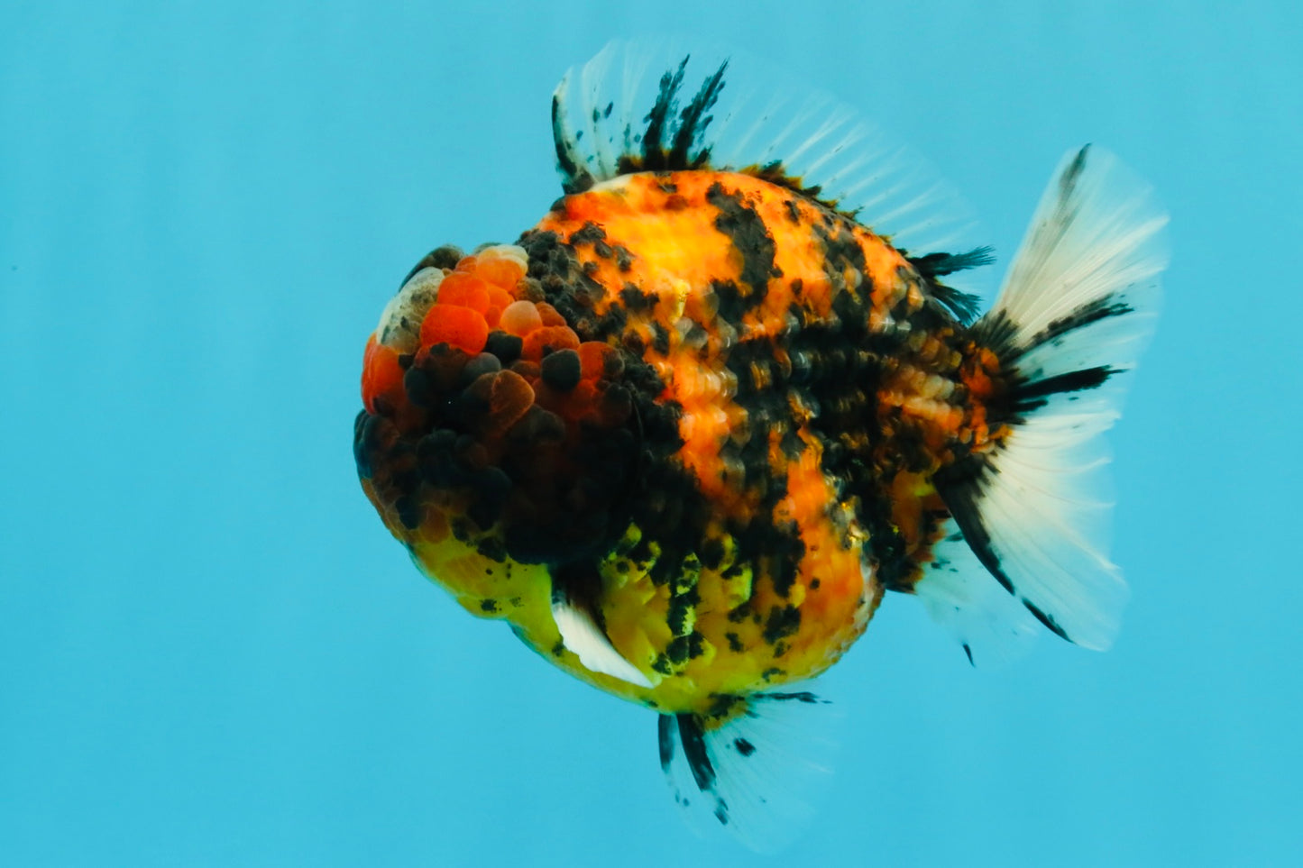 SUPER Special AAA Grade Godzilla Tiger Yuanbao Male 5 inches #022726YB_01