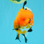 CHARLIE CHAPLIN AAA Grade Apache Oranda Female 5.5-6 inches #030626OR_27