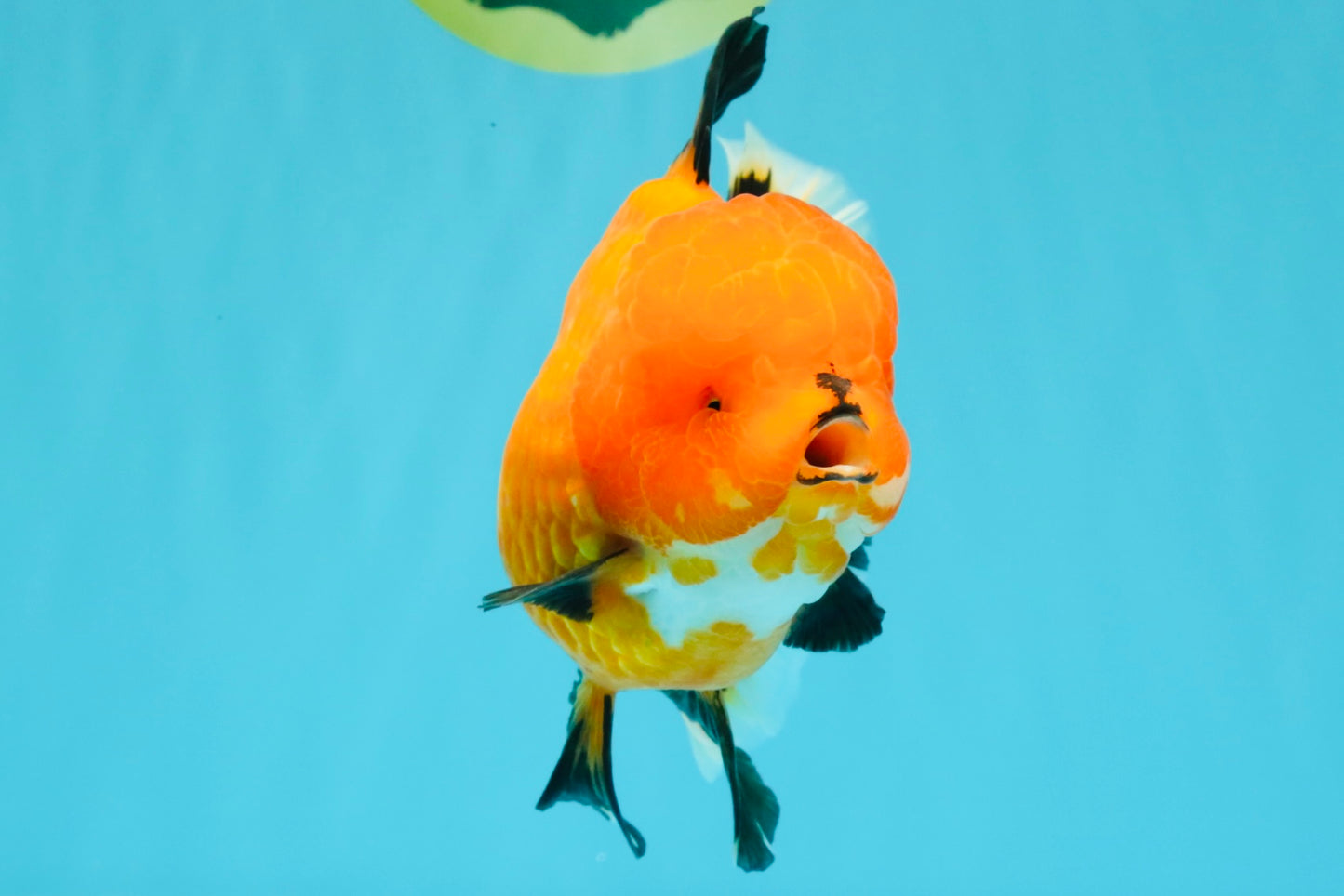 CHARLIE CHAPLIN AAA Grade Apache Oranda Female 5.5-6 inches #030626OR_27