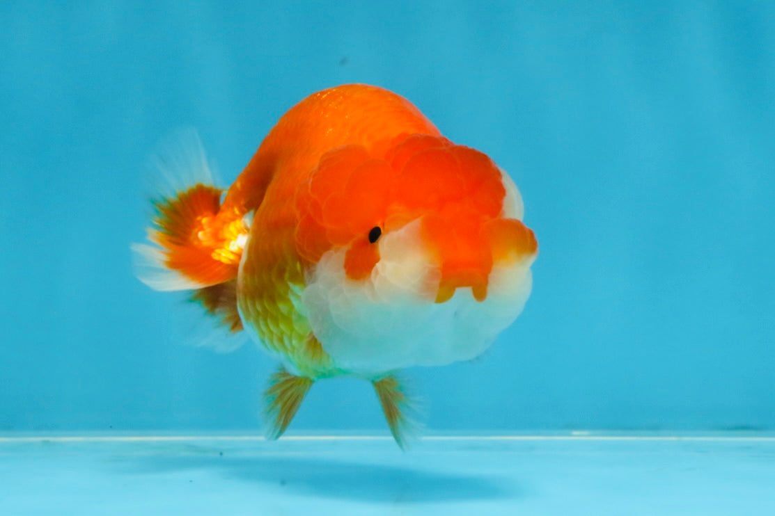 A Grade Red White LionQueen 4 inches #103125LC_18