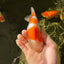 Kohaku Orange White Lionchu Male 4.5-5 inches #1018LC_9