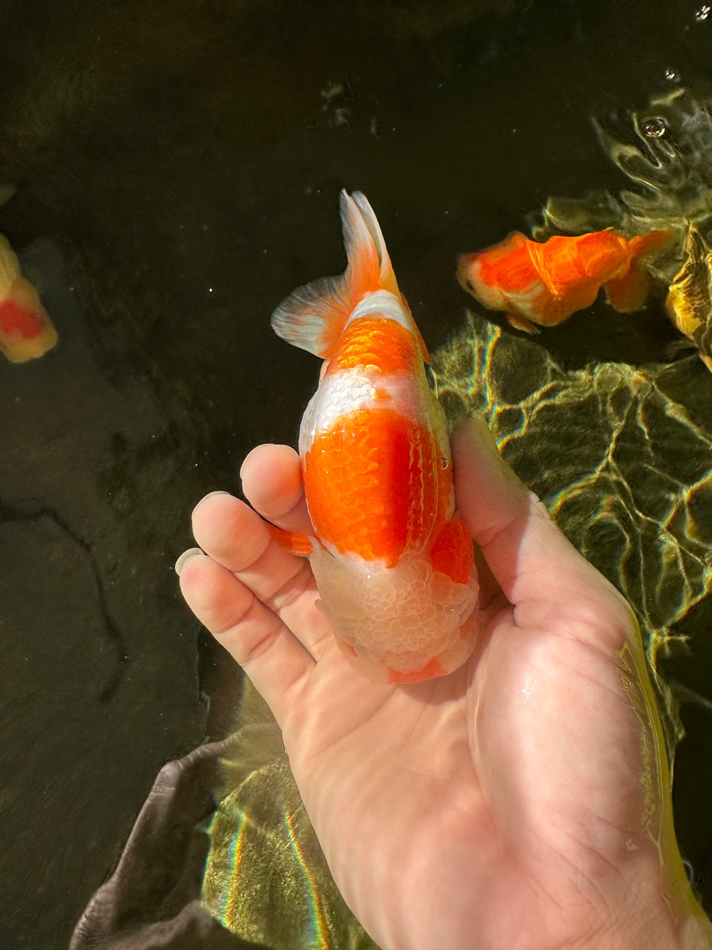 Kohaku Orange White Lionchu Male 4.5-5 inches #1018LC_9