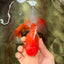 CHONKY AAA Grade Red White Oranda Male 4.5-5 inches #062626OR_37