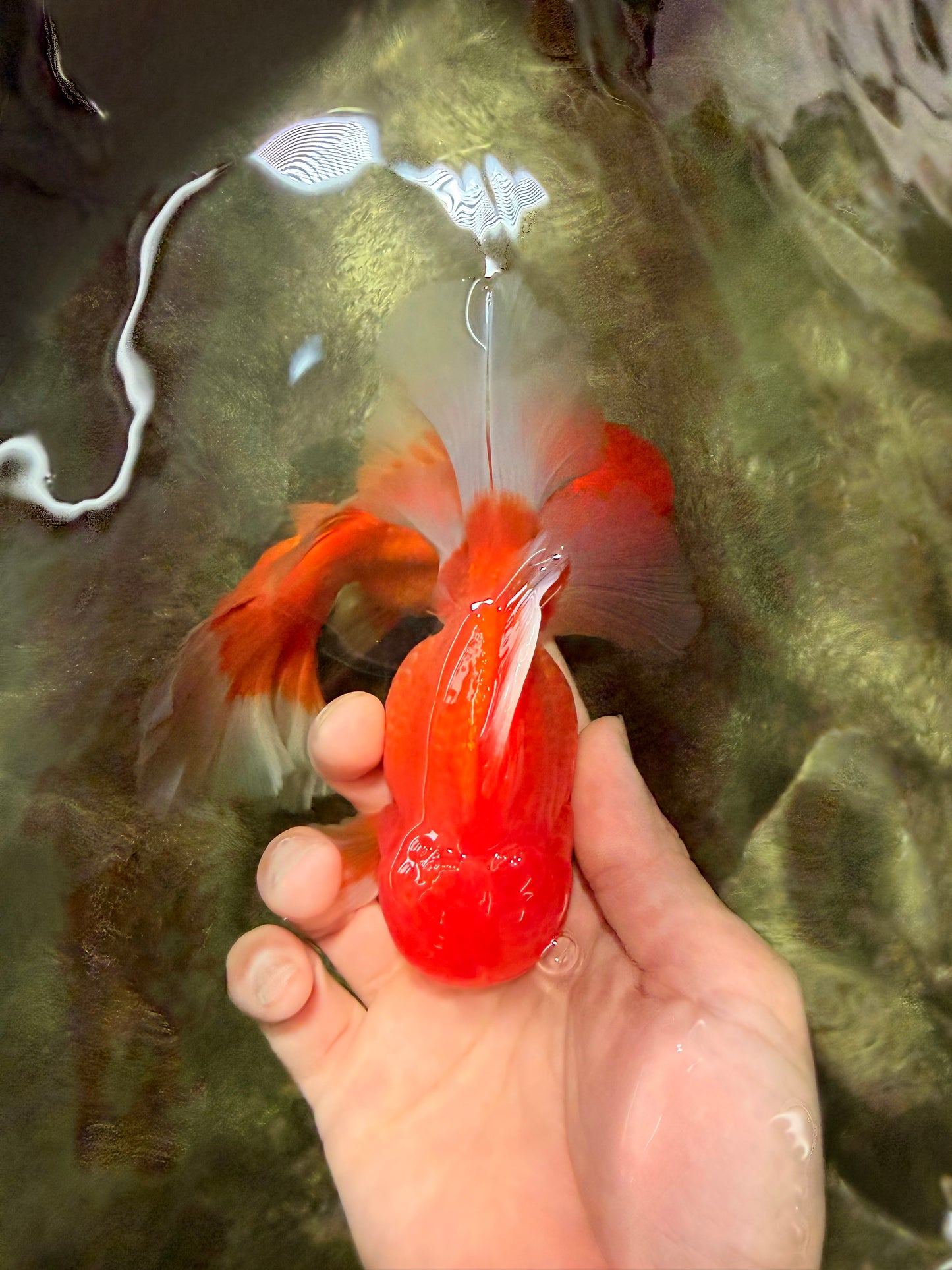 CHONKY AAA Grade Red White Oranda Male 4.5-5 inches #062626OR_37