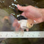 A Grade Tricolor Oranda Male 4.5-5 inches #051625OR_26