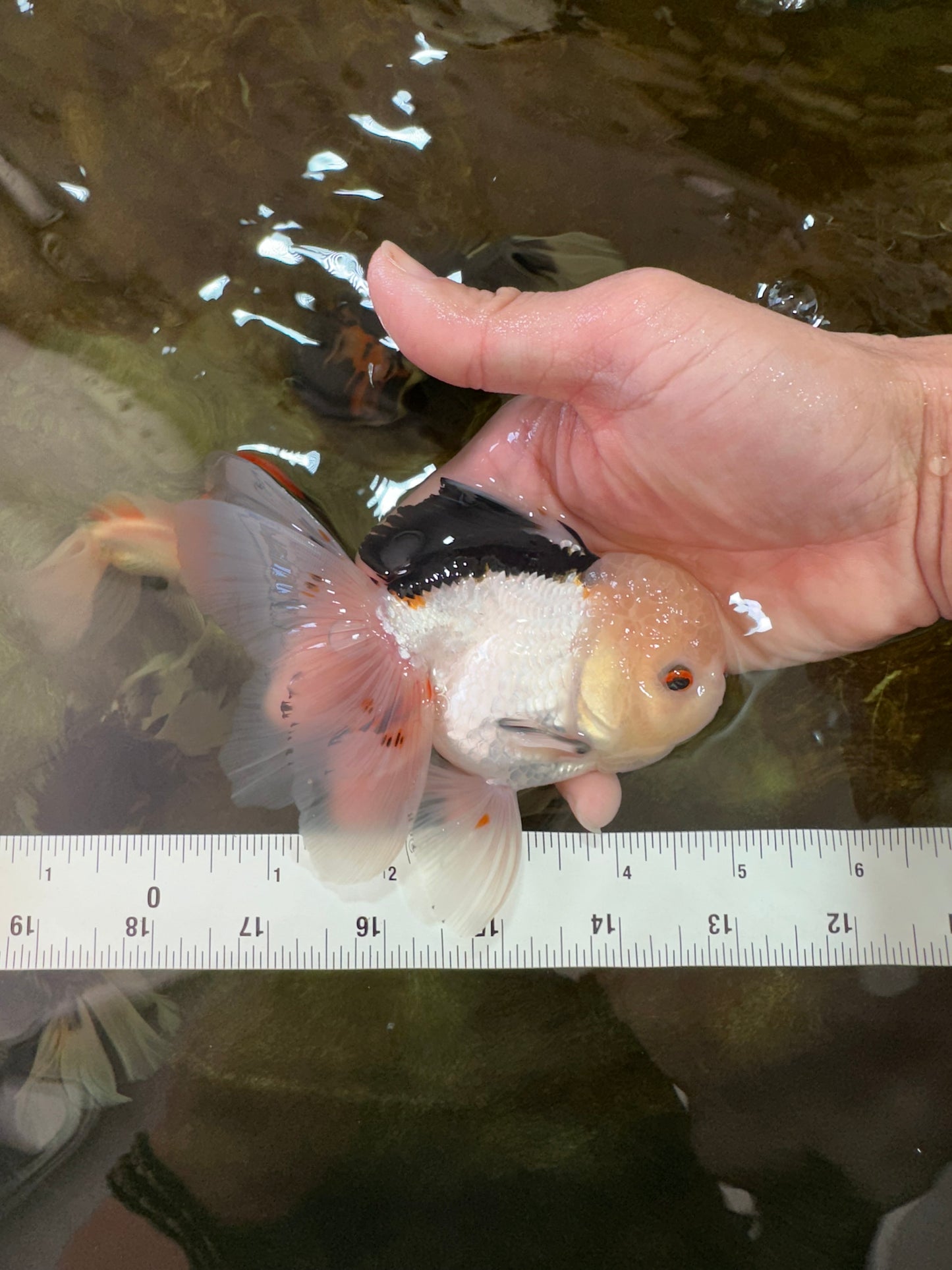 A Grade Tricolor Oranda Male 4.5-5 inches #051625OR_26