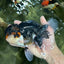 A Grade Tricolor Oranda Male 6.5 inches #060625OR_17
