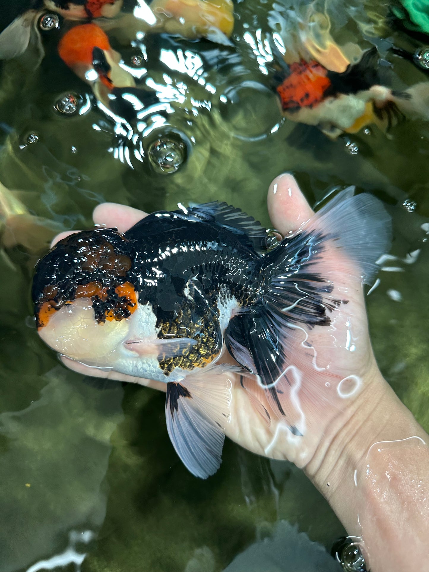 A Grade Tricolor Oranda Male 6.5 inches #060625OR_17