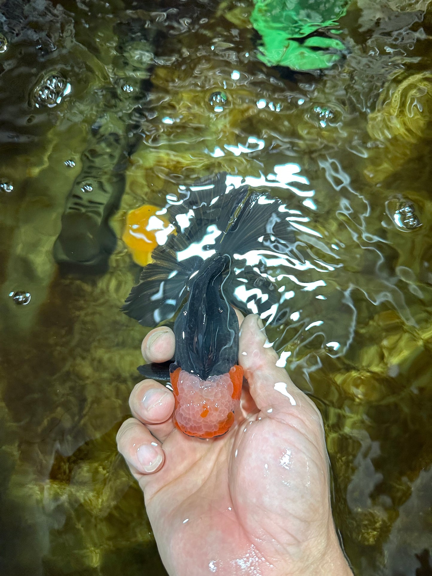 A Grade Tricolor Oranda Male 5 inches #082925OR_06