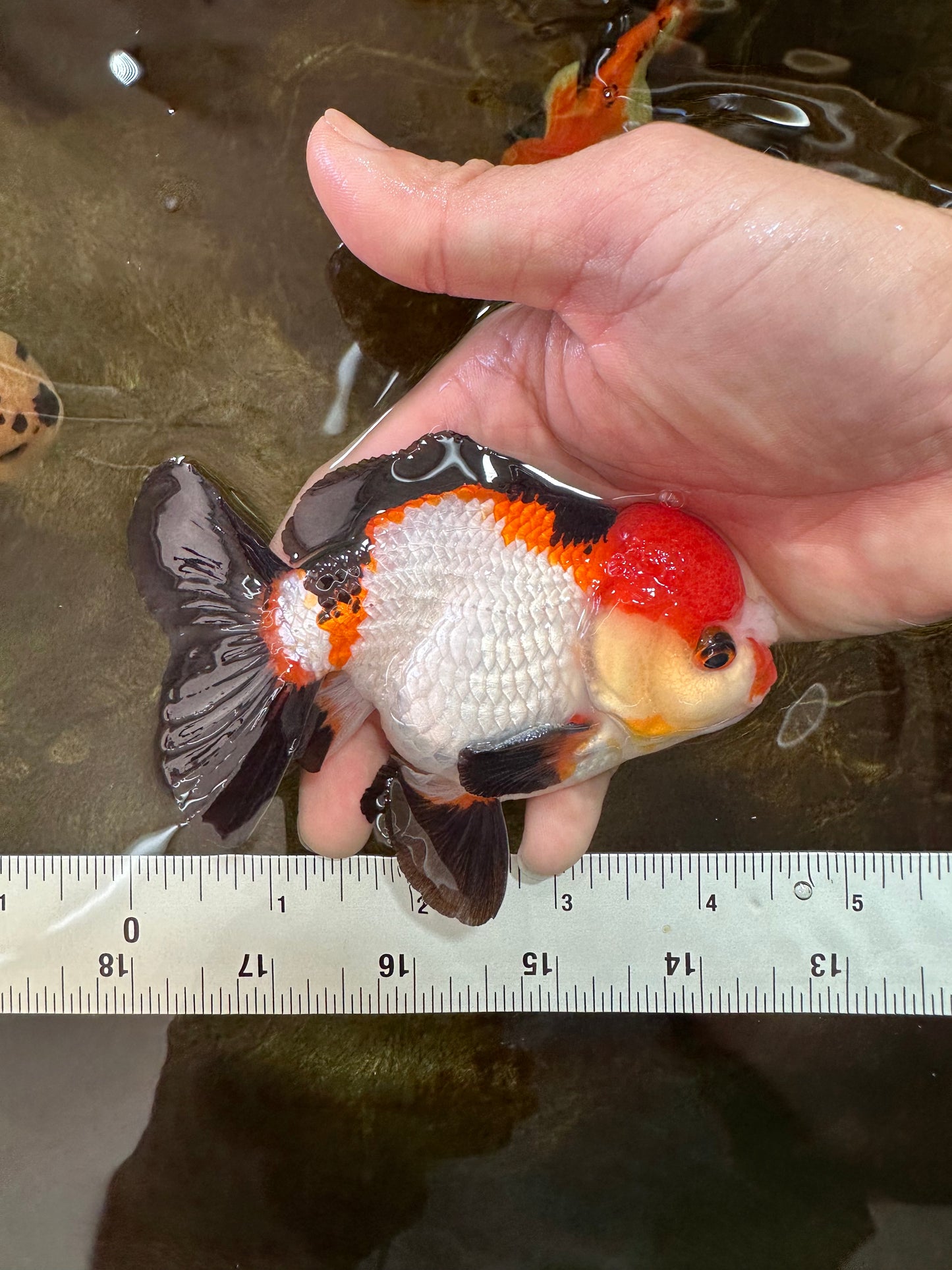 A Grade Pompom Tricolor Yuanbao Male 4.5 inches #062725YB_08