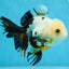 Tricolor Oranda Female 5.5 inches #072525OR_19