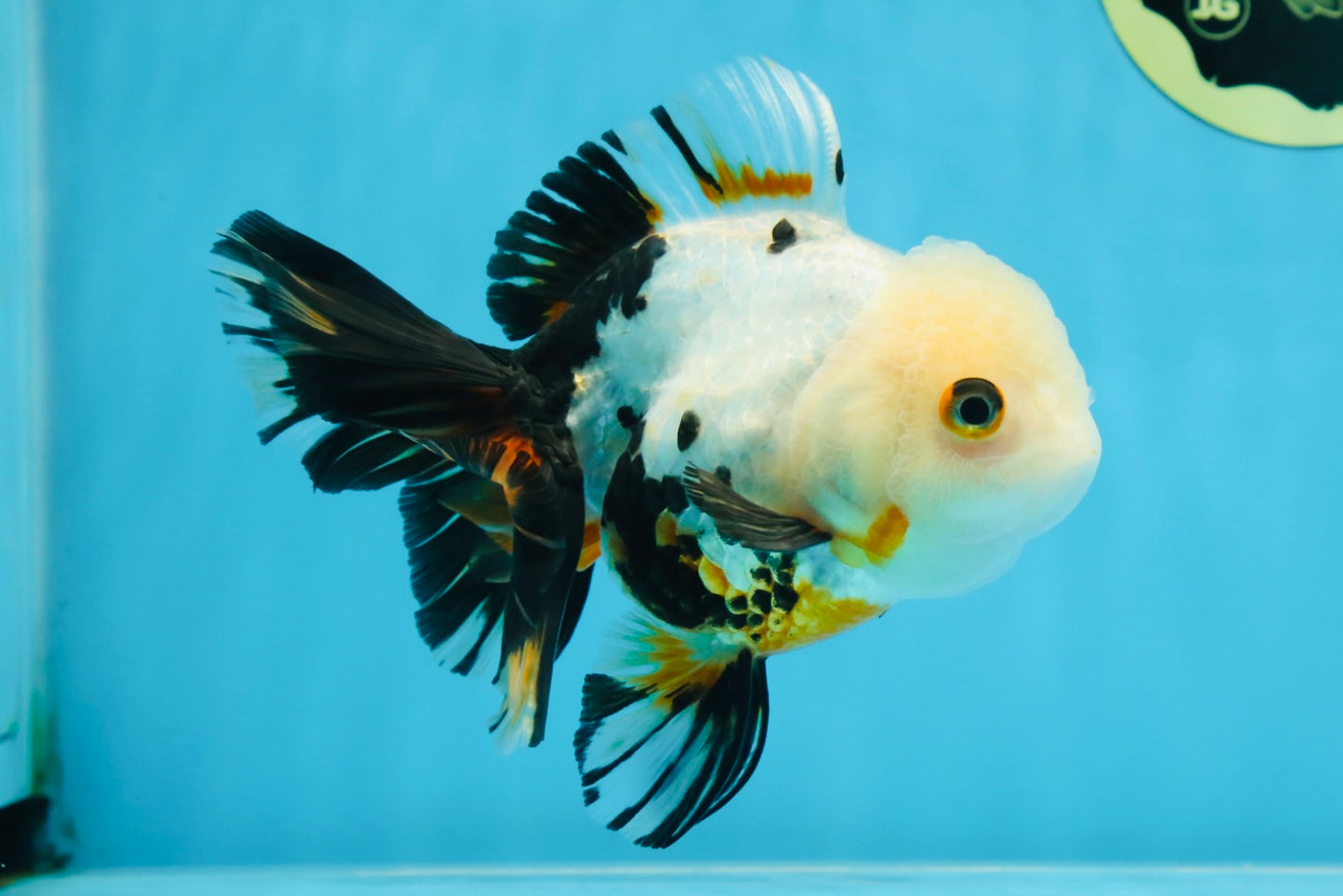 Tricolor Oranda Female 5.5 inches #072525OR_19