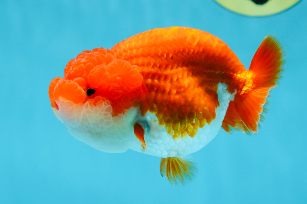 AAA Grade Red White LionQueen 4-4.5 inches #042525LC_14