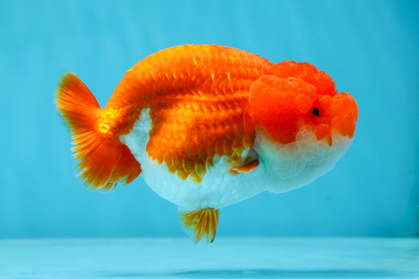 AAA Grade Red White LionQueen 4-4.5 inches #042525LC_14