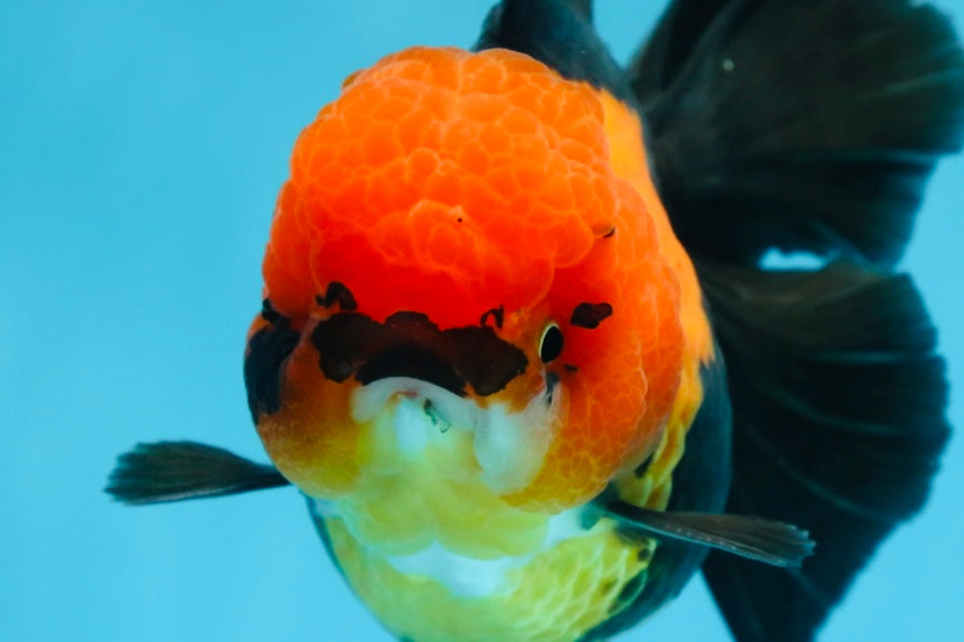 AAA Grade UNIQUE Apache Oranda Female 5.5-6 inches #080825OR_09