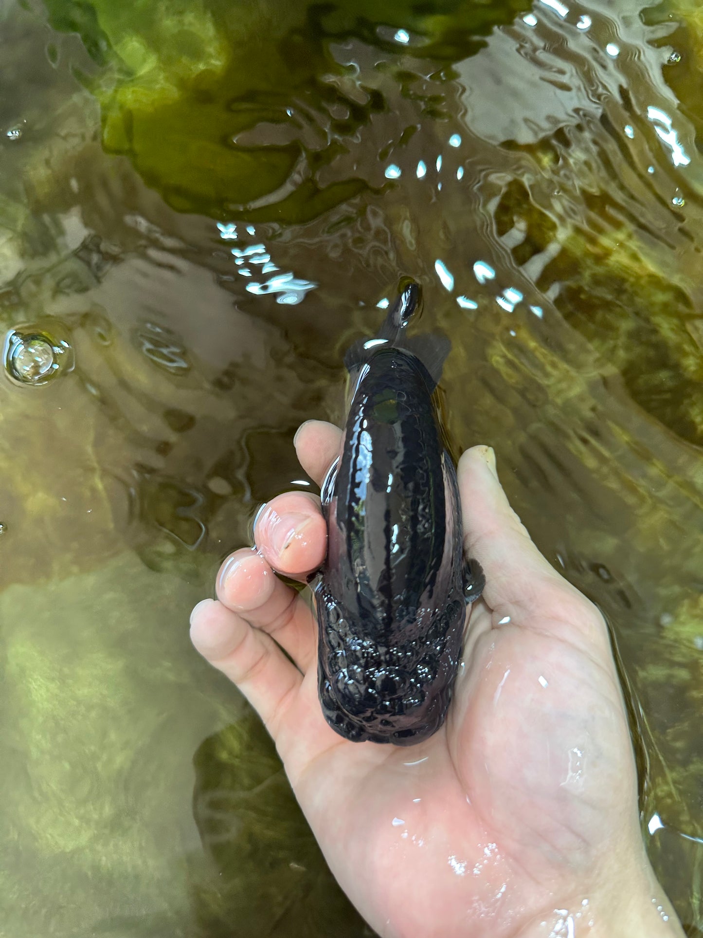 AAA Grade Godzilla Black LionKing 4.5-5 inches #053025LC_09