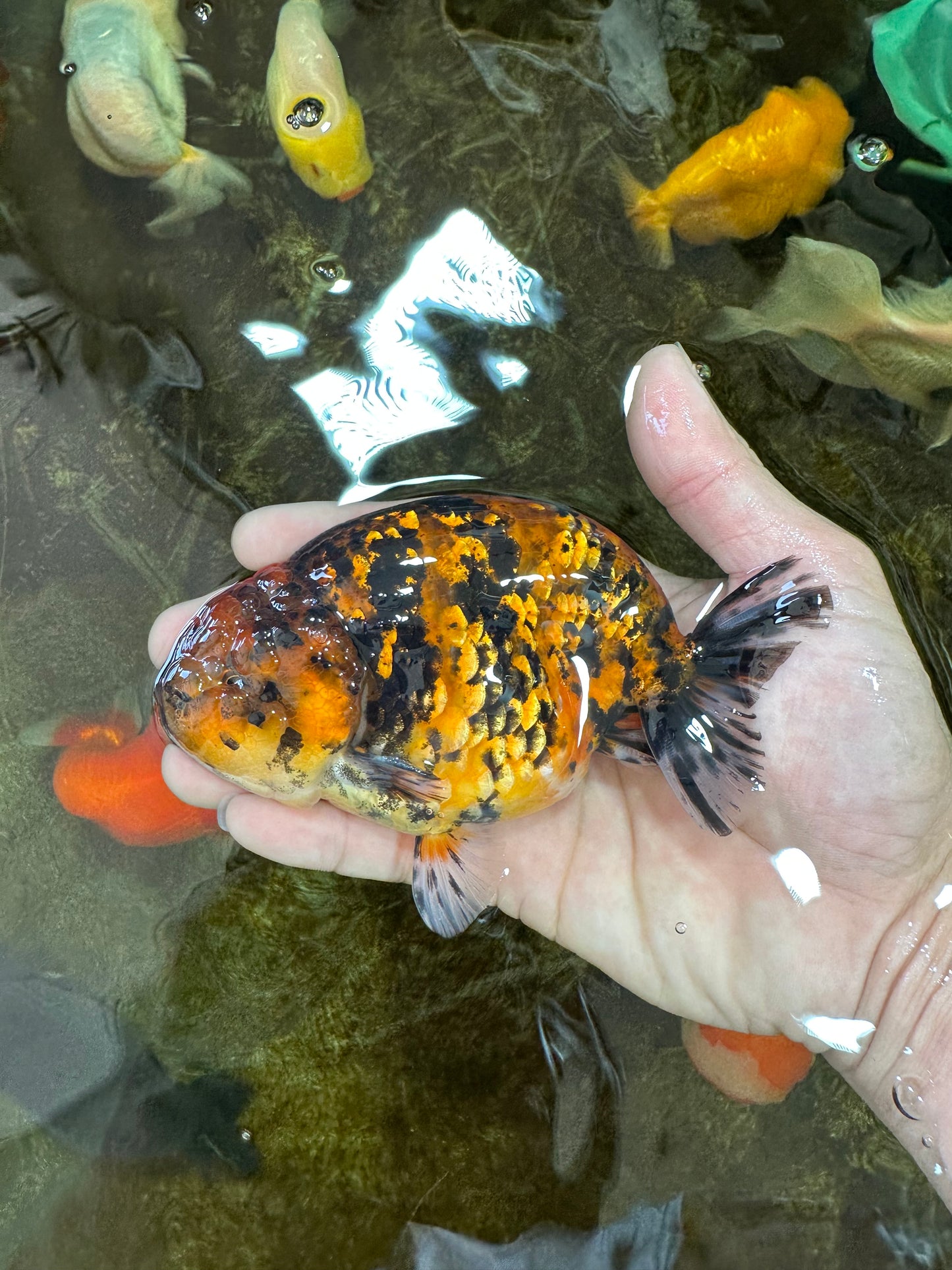 AAA Grade Tiger LionKing 5 inches #070425LC_05