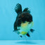 AAA Grade Tricolor Oranda Female 5 inches #0830OR_02