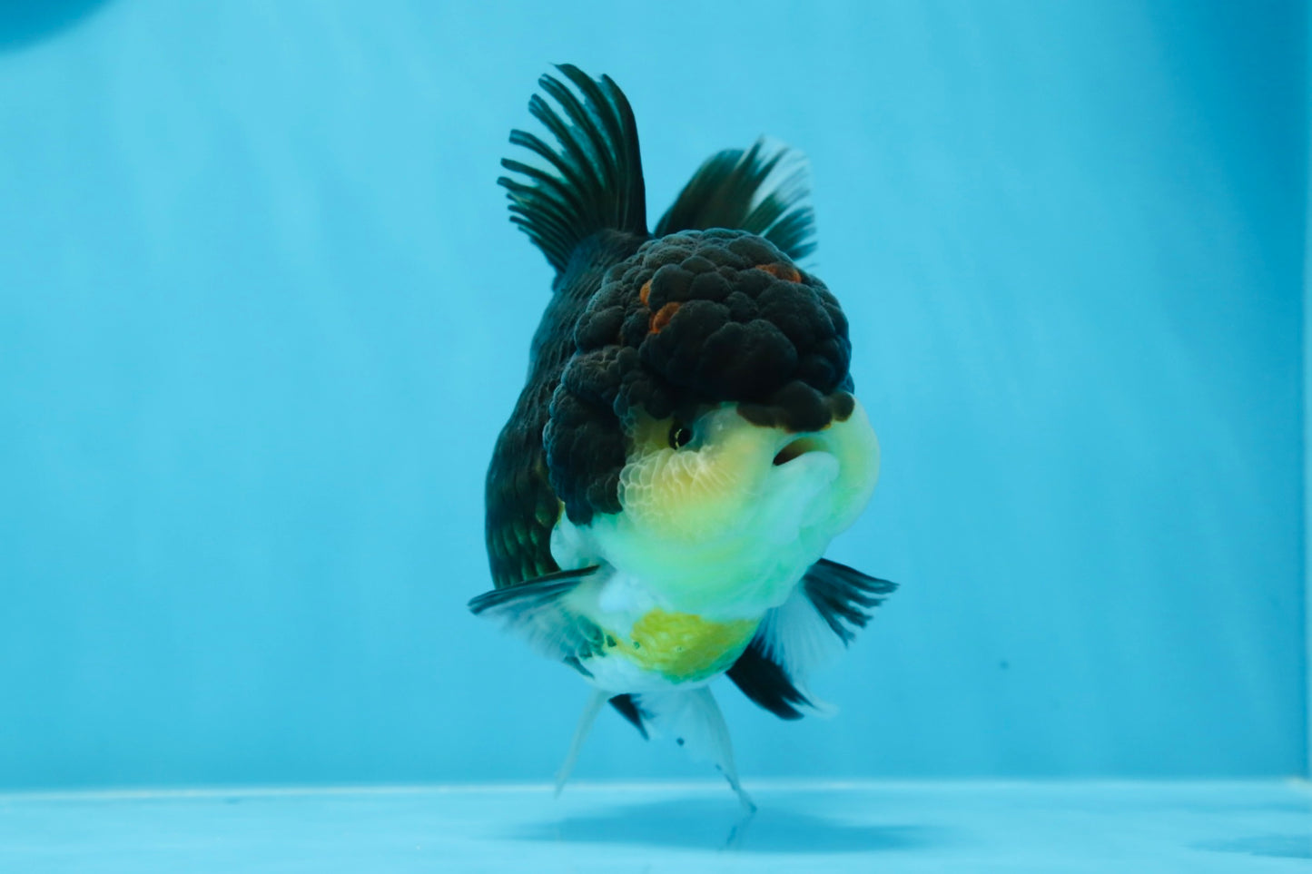 AAA Grade Tricolor Oranda Female 5 inches #0830OR_02