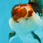 Tricolor Oranda Male 4.5-5 inches #121324OR_21