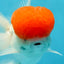 A Grade Red Cap Oranda Male 4.5-5 inches #050925OR_46