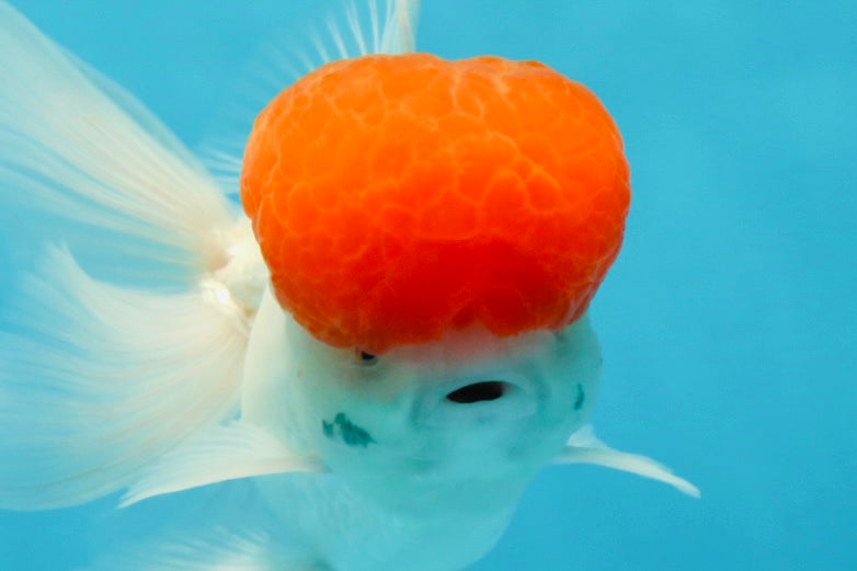 A Grade Red Cap Oranda Male 4.5-5 inches #050925OR_46