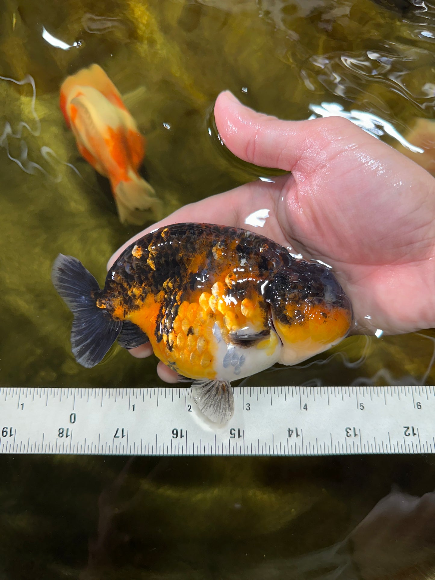 AAA Grade Kirin Tiger LionKing 5 inches #050925LC_04