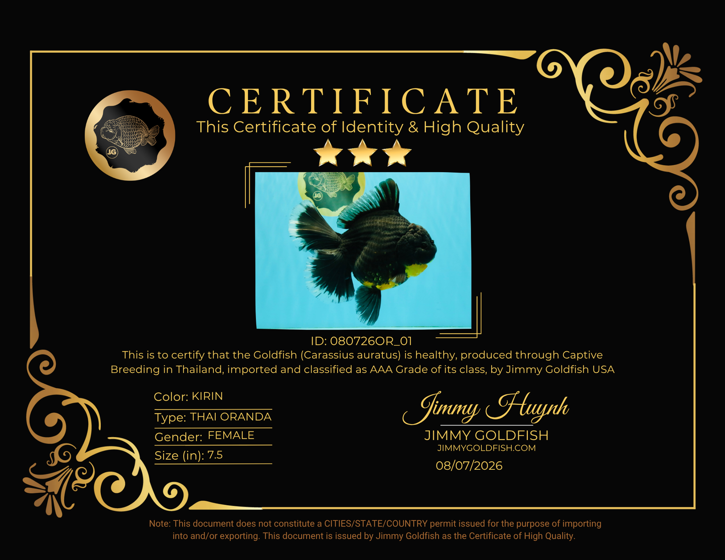 KING KONG AAA Grade Broadtail Dark Kirin Oranda Female 7.5 inches #080726OR_01