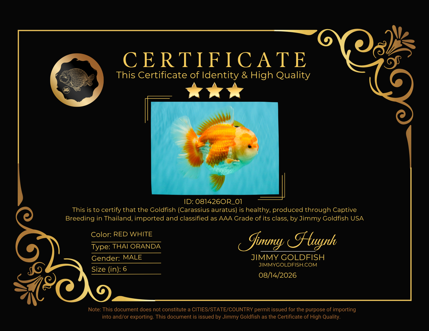 CHUBBY AAA Grade Red White Oranda Male 6 inches #081426OR_01