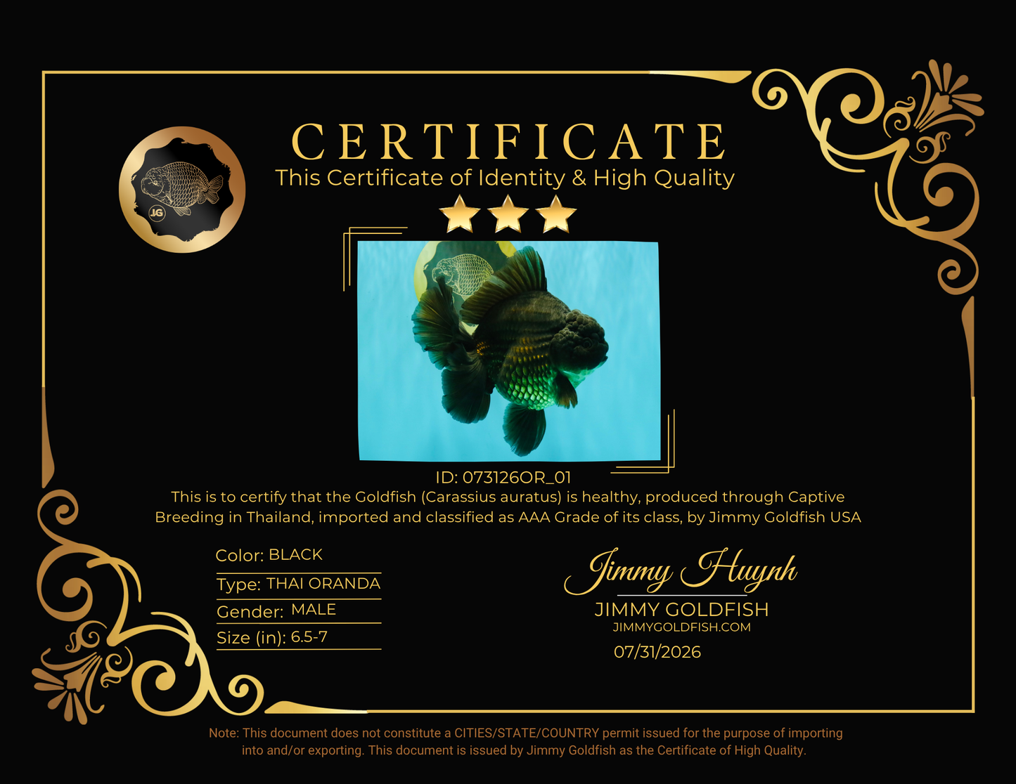 GODZILLA AAA Grade Black Oranda Male 6.5-7 inches #073126OR_01