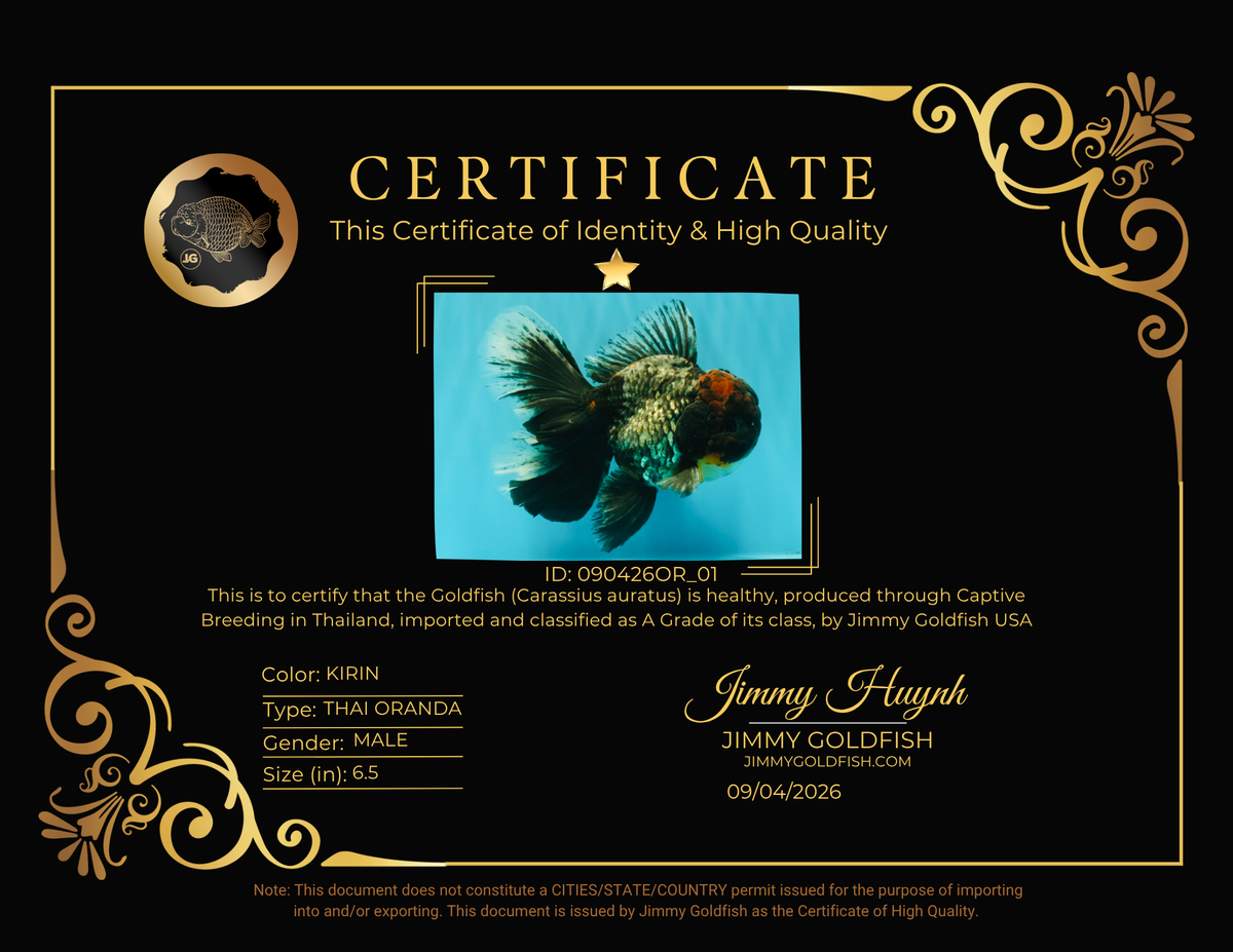 TOOTHLESS A Grade Kirin Oranda Male 6.5 inches #090426OR_01