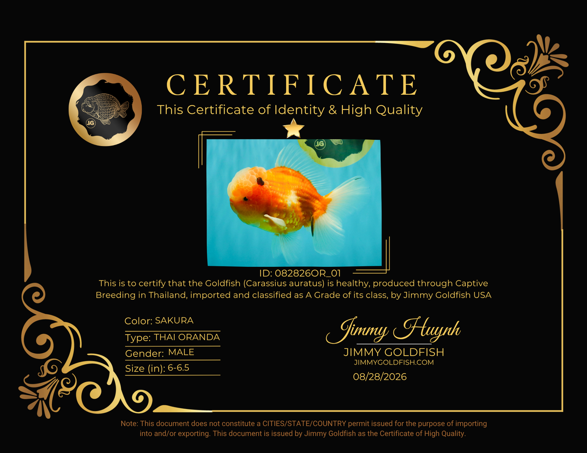 A Grade Jade Head Sakura Oranda Male 6-6.5 inches #082826OR_01