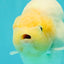 AAA Grade Sakura Ranchu Female 5.5-6 inches #102326RC_02