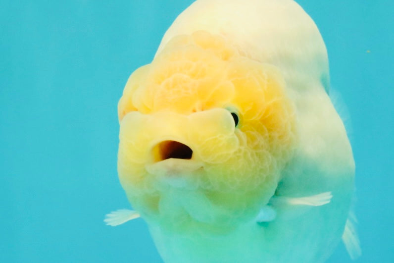 AAA Grade Sakura Ranchu Female 5.5-6 inches #102326RC_02