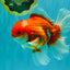 A Grade Red White Oranda Male 6 inches #081426OR_11