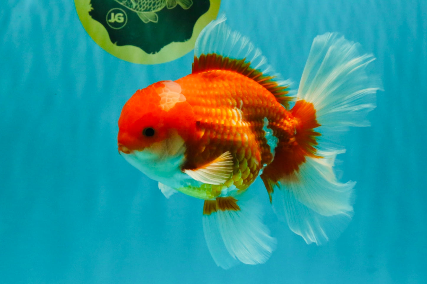 A Grade Red White Oranda Male 6 inches #081426OR_11