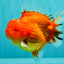 TOMATO AAA Grade Red Sakura Yuanbao Male 5 inches #092526YB_11