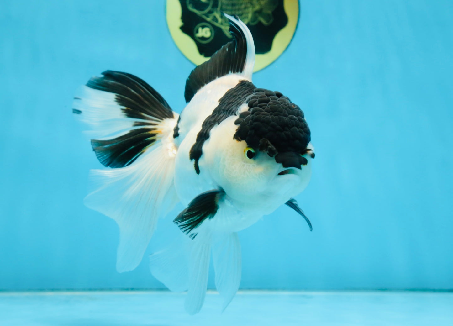 A Grade UNIQUE Panda Oranda Female 6-6.5 inches #091925OR_01