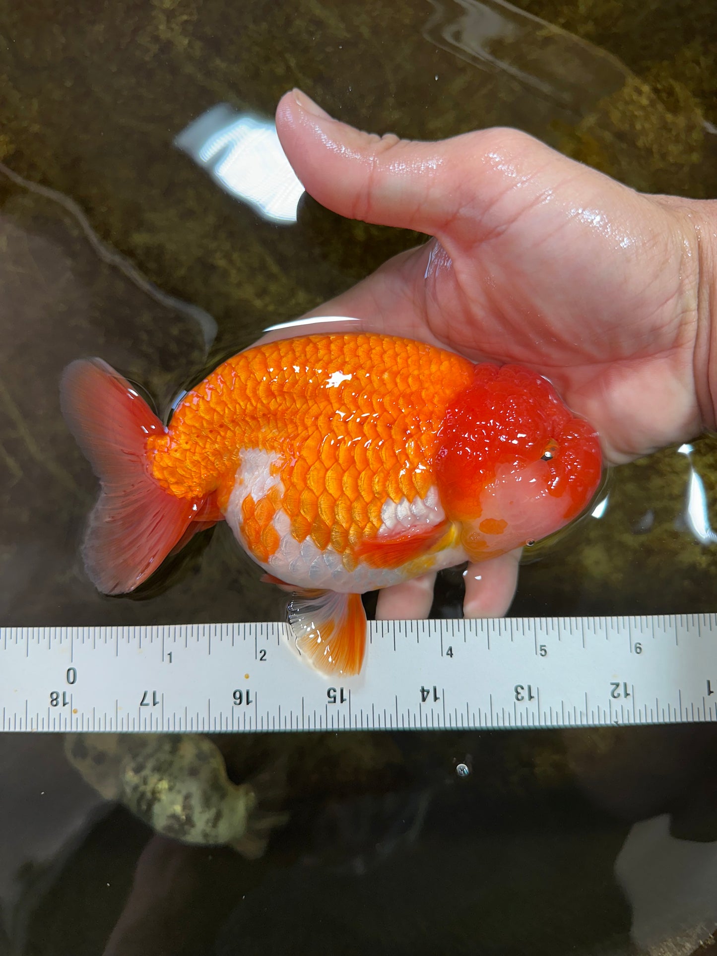 A Grade CHUBBY Red White LionKing 5.5 inches #100325LC_06