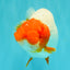 UNIQUE A Grade Red Head Buffalo Ranchu Female 6 inches #100926RC_30