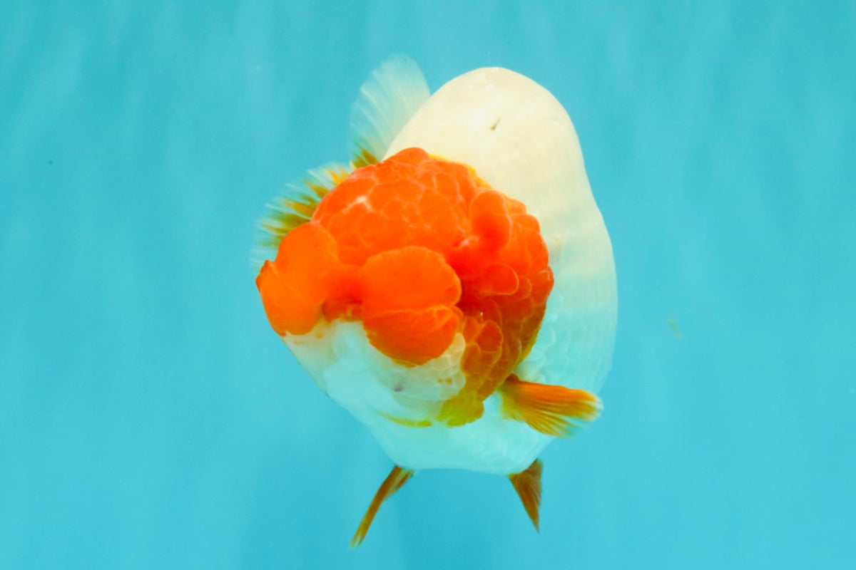UNIQUE A Grade Red Head Buffalo Ranchu Female 6 inches #100926RC_30