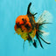 SPECIAL AAA Grade Tiger Oranda Male 6 inches #073126OR_23